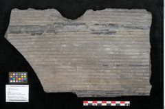 Foto (Objekt + Etikett) von Sigillaria elongata Brongniart (NHMW-GEO-2024-0188-11062)